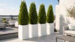 Vier weiße hohe Aluminium-Pflanzkübel mit dichten Thuja-Pflanzen stehen entlang eines Weges auf einer hellen Dachterrasse und dienen als Sichtschutz zum Nachbarbereich