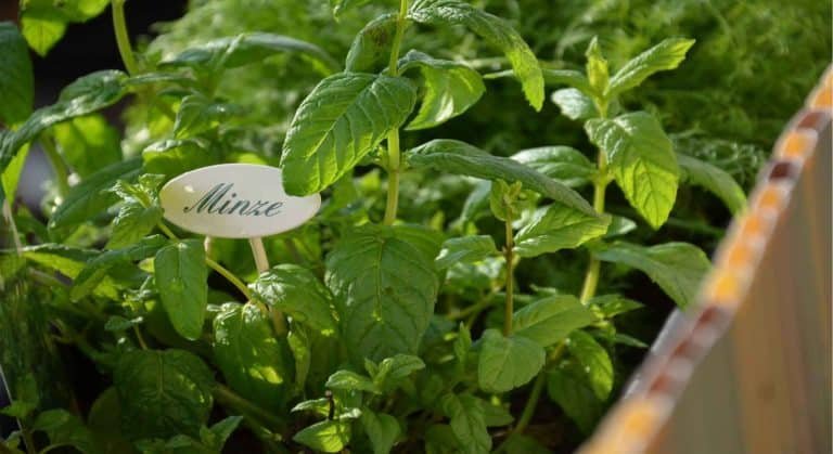Kübel bepflanzen und einen Kräutergarten anlegen
