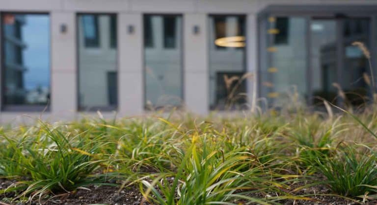 Schutzvlies für Pflanzen - Ein Muss in jedem Garten