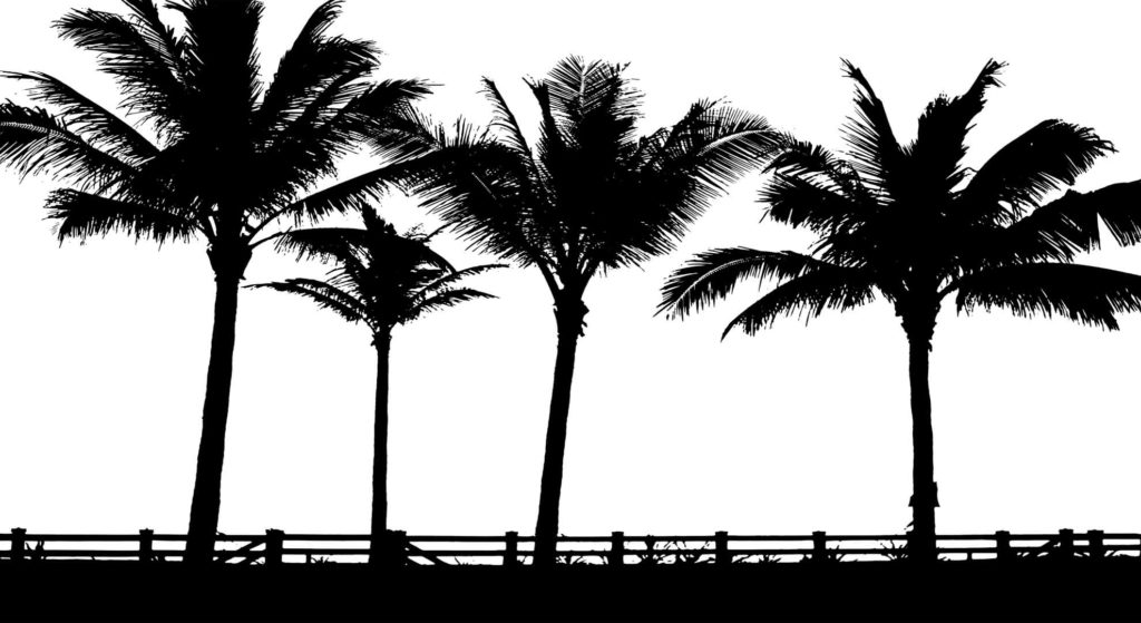 palmen in freien