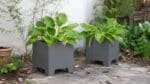 Zwei graue Aluminium-Pflanzkübel mit grünen Hostas stehen in einem leicht unordentlichen Garten auf Steinplatten, umgeben von Erde, Blättern und natürlichem Bewuchs