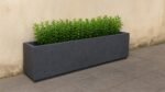 Ein Beton Pflanzkübel Rechteckig 200cm x 40cm x H 40cm GERALDO 9 in Grau steht auf grauen Steinfliesen an einer beigen Wand, gefüllt mit aufrecht stehenden grünen Blattpflanzen, deren kleine, lanzenförmige Blätter lebendige Farbe in das moderne Pflanzgefäß bringen.