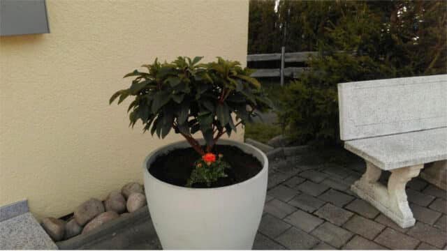 Pflanzkübel Beton Rund-Gaia-c