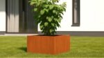 Ein grüner Strauch mit kleinen roten Beeren wächst in einem Pflanzkübel ohne Boden aus Cortenstahl Quadratisch 80cm x 80cm x H 50 cm Corten Frame 02, der auf einem gepflegten Rasen steht. Dahinter steht ein weißes Gebäude mit großen Fenstern und schwarzer Verkleidung.