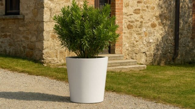 Ein grüner Strauch wächst im Pflanzkübel aus Aluminium Silvestro 10 (Durchmesser 80cm x H 80cm, jede RAL Farbe) auf einem Kiesweg. Dahinter trägt ein steinernes Gebäude mit Stufen und Grasflächen zum Charme der Szene bei.