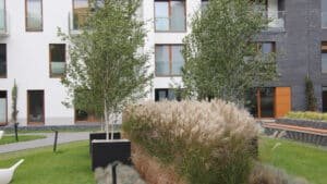 Ein modernes Wohngebäude mit weißen und dunkelgrauen Fassaden, großen Fenstern und Balkonen. Der Innenhof ist zeitgemäß und gepflegt gestaltet, mit Rasenflächen, hohem Gras, Sträuchern, gepflasterten Wegen und Sitzbänken. Zentrale Gestaltungselemente sind große, schwarze Betonpflanzkübel, in denen Birken gepflanzt sind. Die Pflanzkübel setzen klare, architektonische Akzente und unterstreichen den modernen Charakter der Anlage.