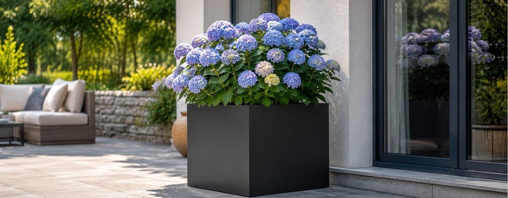 Schwarzer Fiberglas-Pflanzkübel xxl mit blühender Hortensie auf einer modernen Terrasse vor einem Haus