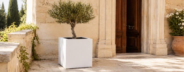 Fiberglas - Pflanzkübel XXL Marco 4 mit kleinem Olivenbaum in einem eleganten, historischen Innenhof