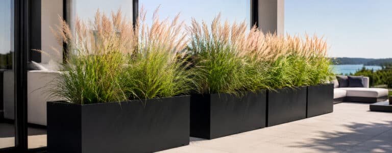 Schwarze Fiberglas-Pflanzkübel mit blühenden Ziergräsern als Sichtschutz auf einer sonnigen Terrasse