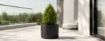 Schwarzer Pflanzkübel aus Fiberglas mit kleiner Thuja auf einer modernen, sonnigen Terrasse