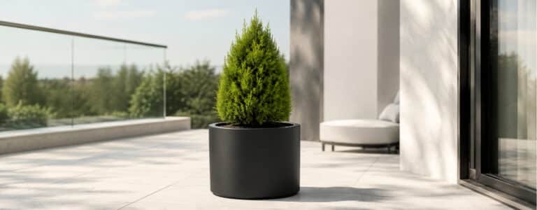 Schwarzer Pflanzkübel aus Fiberglas mit kleiner Thuja auf einer modernen, sonnigen Terrasse