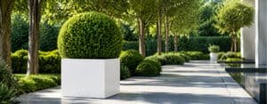 Weiße quadratische Aluminium-Pflanzkübel Antonio 7 mit formiertem Buchsbaum in einem sonnigen Garten