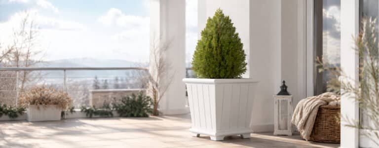 Weißer Pflanzkübel aus Fiberglas mit Thuja auf einer sonnigen Terrasse