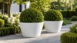 Zwei weiße Aluminium-Pflanzgefäße mit Buchsbaum stehen nebeneinander auf einem Gartenweg in einem hellen Garten