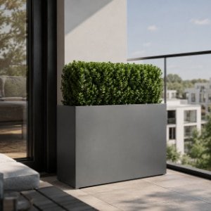 Aluminium-Pflanzkübel mit dicht geschnittenem grünem Buchsbaum auf einem sonnigen Balkon
