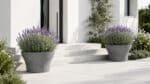 Beton-Pflanzkübel mit blühendem Lavendel neben den Stufen eines modernen Hauses