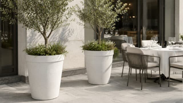Beton-Pflanzkübel mit Olivenbäumen und grüner Bepflanzung neben einem gedeckten Tisch auf einer hellen Restaurantterrasse