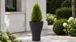 Beton-Pflanzkübel mit einer grünen Thuja in einem gepflegten Garten