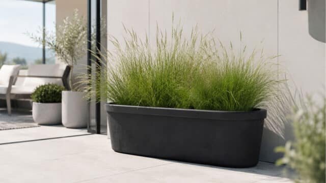 Beton-Pflanzkübel mit Ziergras auf einer hellen modernen Terrasse, daneben weitere Pflanzkübel