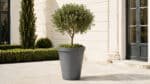 Beton-Pflanzkübel mit kleinem Zierbaum in einem hellen, eleganten Innenhof