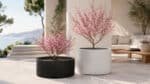 Fiberglas-Pflanzkübel in Schwarz und Weiß mit rosa blühenden Zierbäumen für Patio, Terrasse und stilvolle Außenbereiche