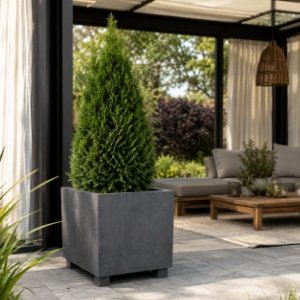 Großer grauer Beton-Pflanzkübel mit einer grünen Thuja in einer modernen überdachten Gartenlaube