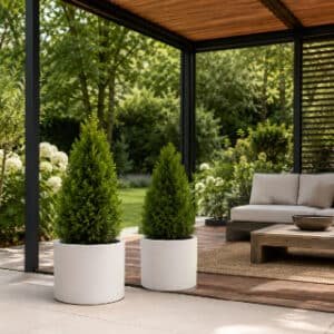 Pflanzkübel mit kleinen Thuja-Pflanzen in einer offenen modernen Pergola im Garten