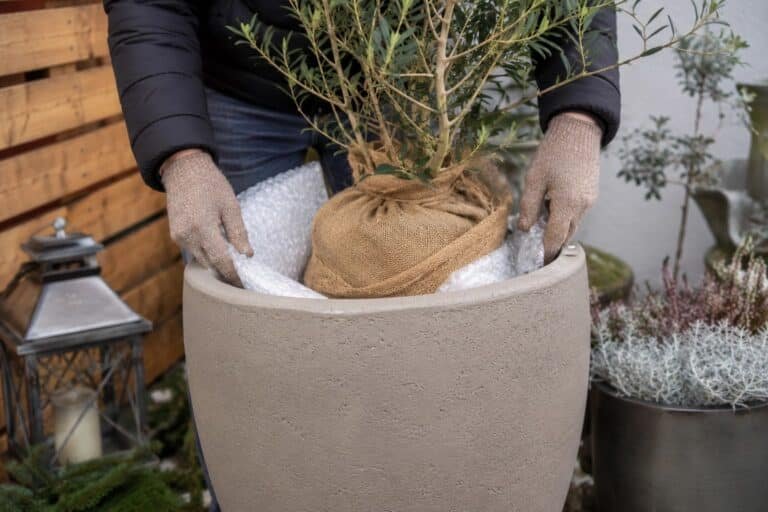 Pflanzkübel winterfest machen mit Luftpolsterfolie und Winterschutz
