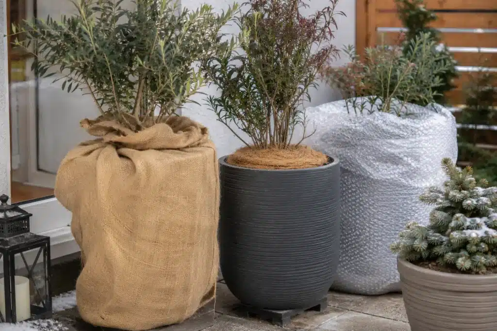 Pflanzkübel winterfest machen: Schritt-für-Schritt für Kübel und Pflanze 1 pflanzkuebel frostschutz winter terrasse Winterharte Pflanzkübel mit Jute und Frostschutz auf der Terrasse